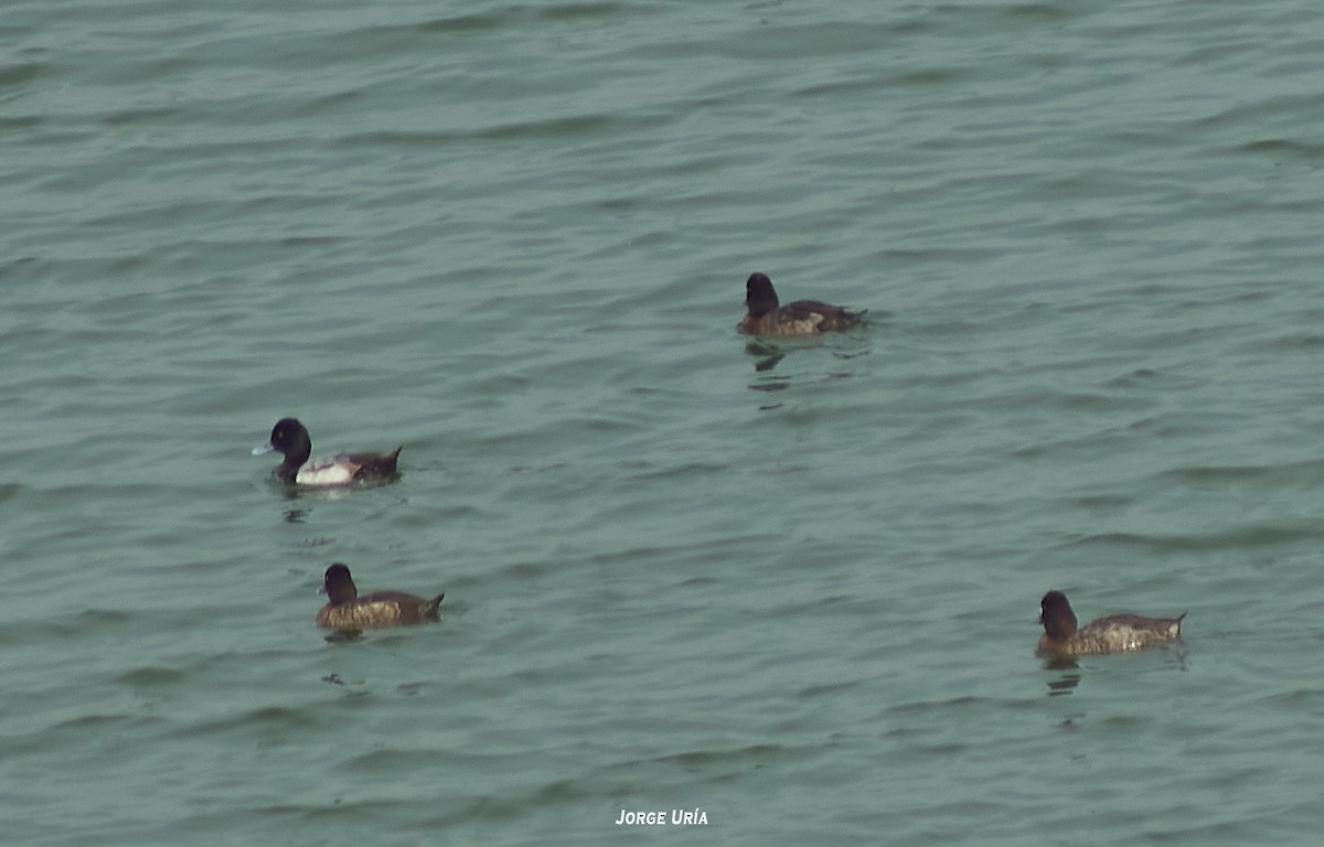 Lesser Scaup - Jorge Uria