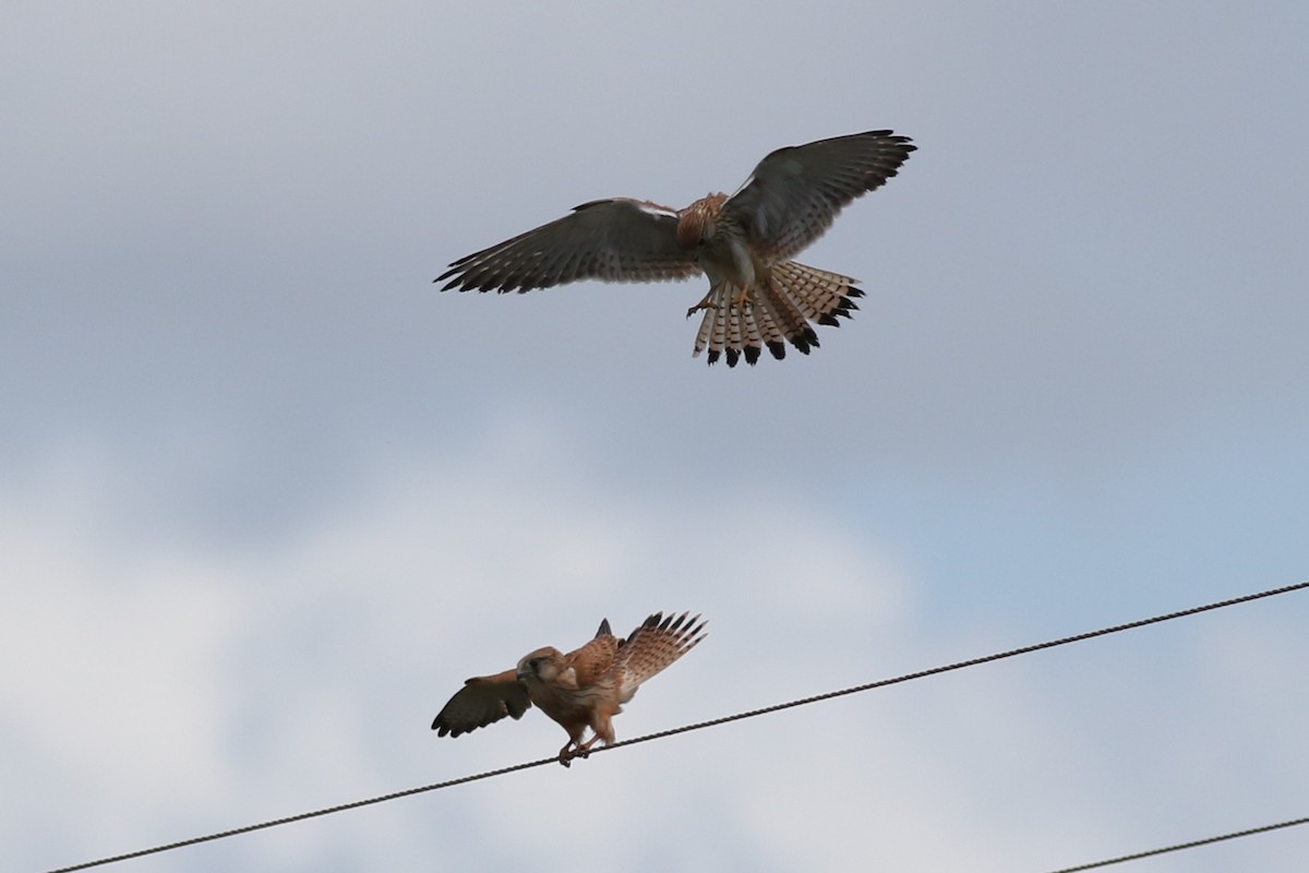 Nankeen Kestrel - ML408592221