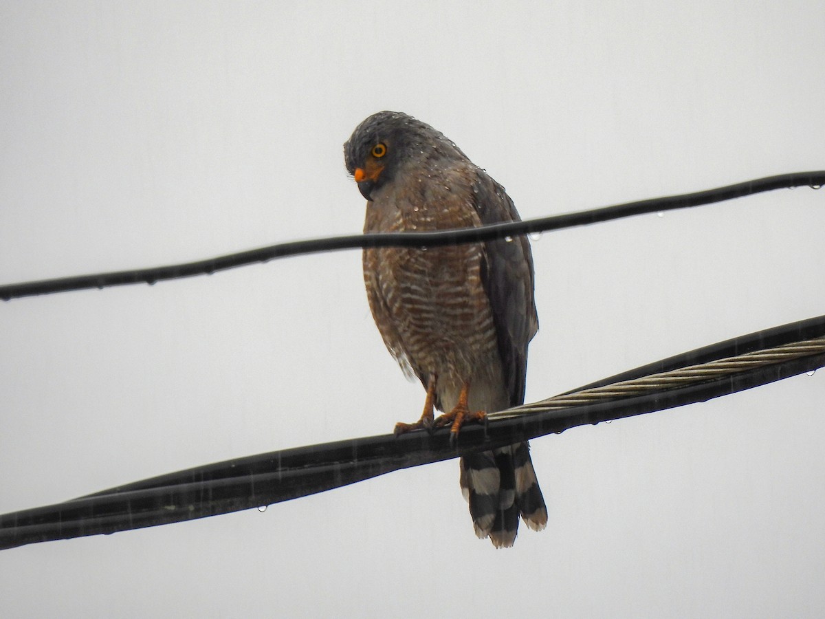 Roadside Hawk - ML408592301