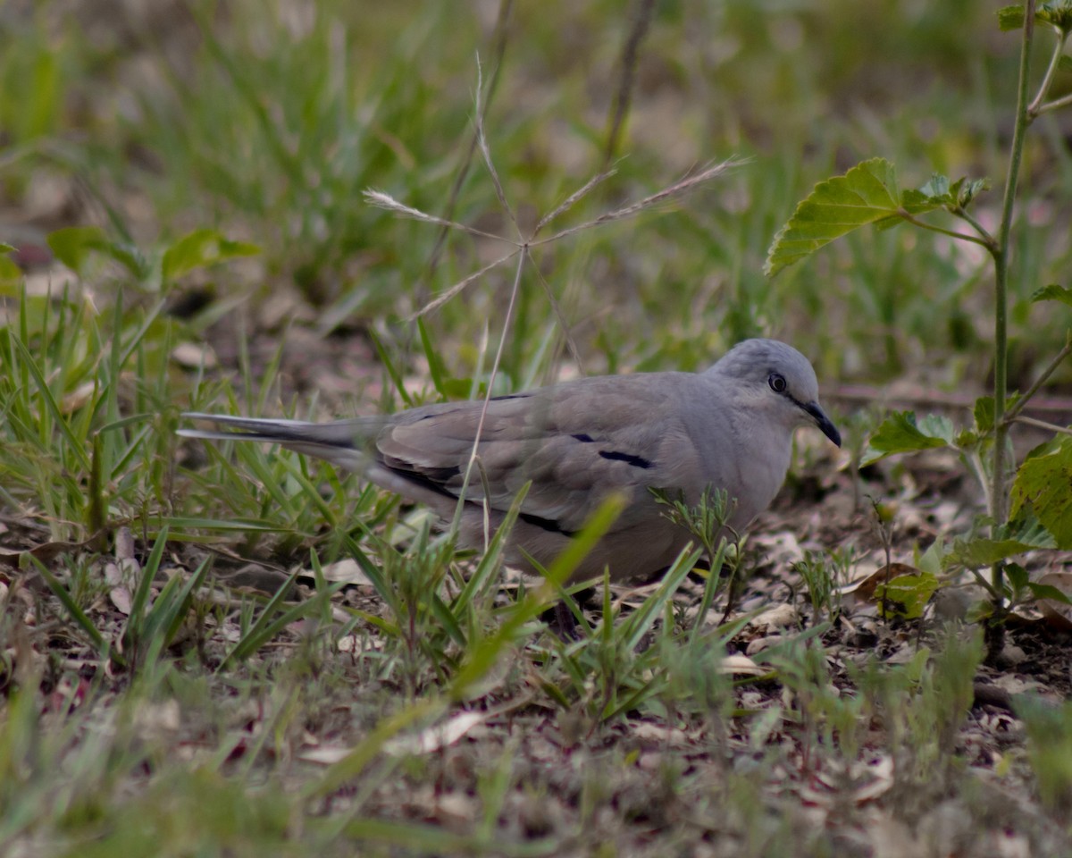 Picui Ground Dove - ML408592431