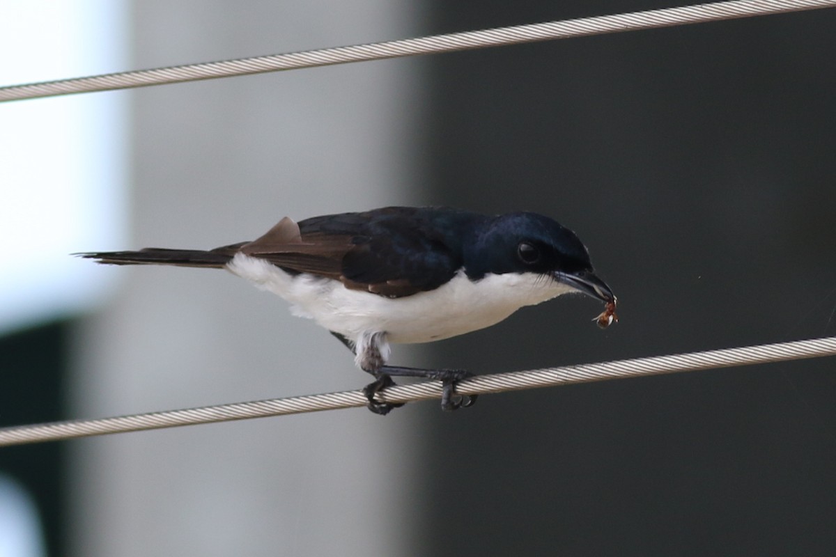 Paperbark Flycatcher - ML408592561