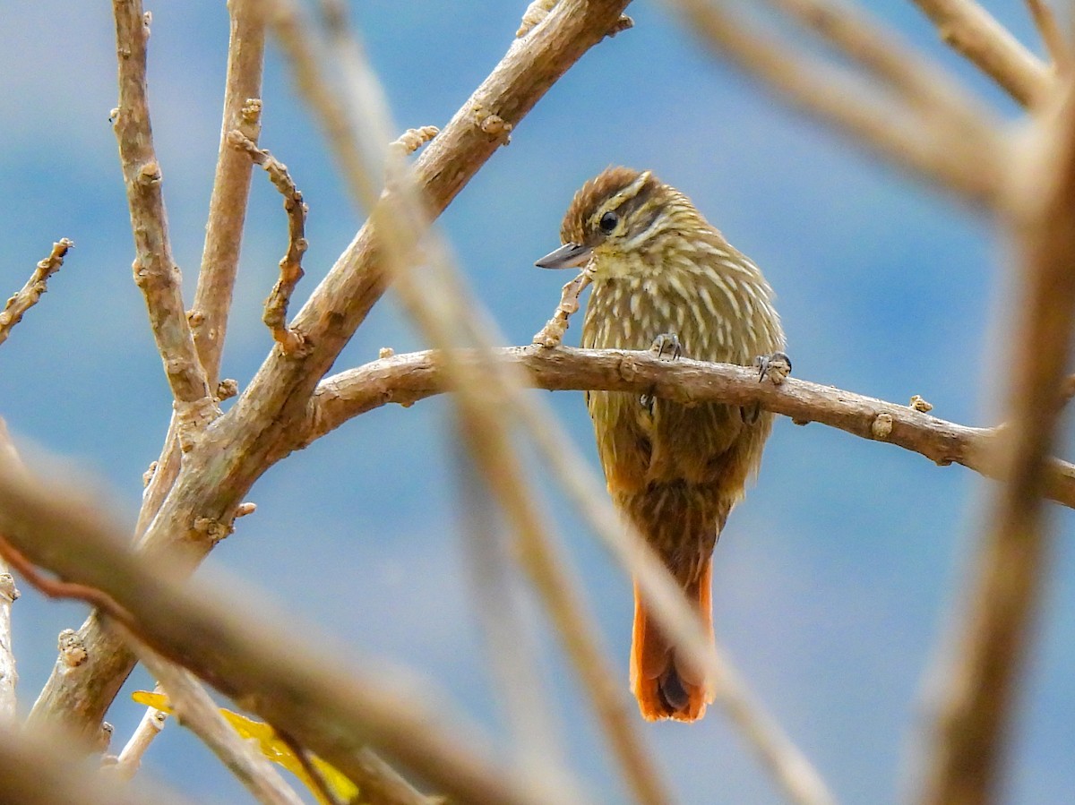 Streaked Xenops - ML408593551