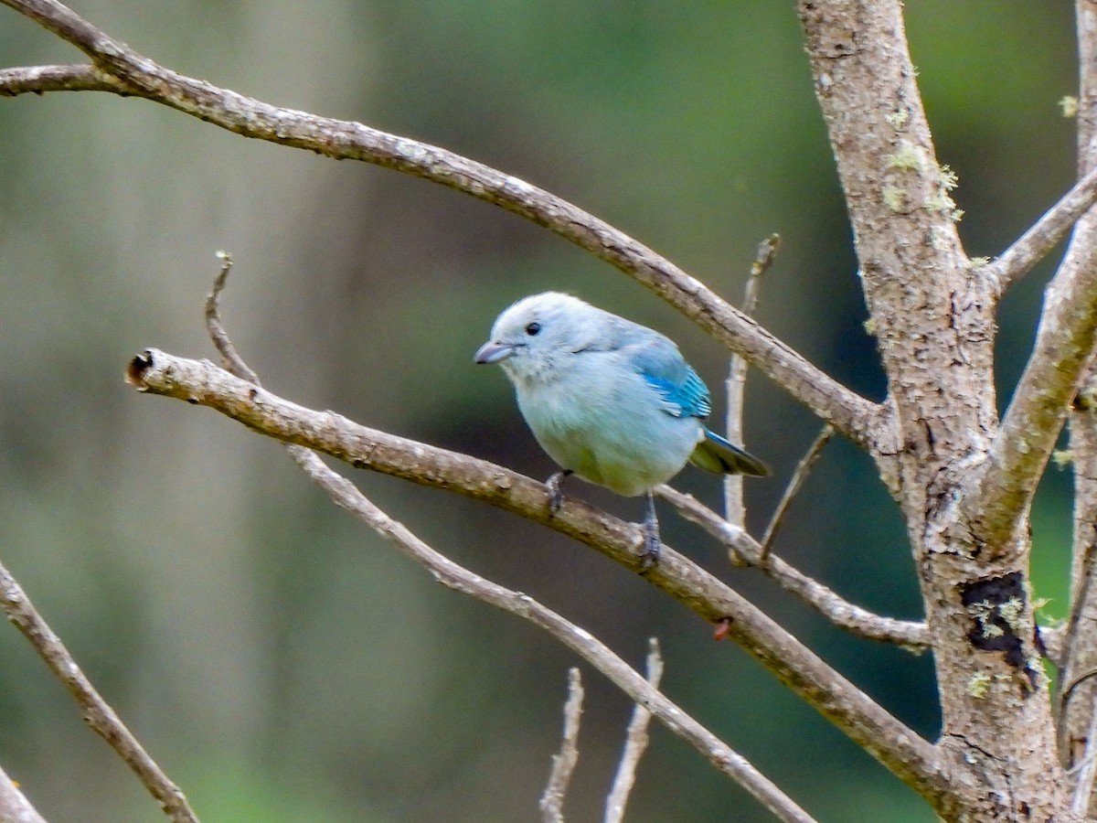 Blue-gray Tanager - ML408594971