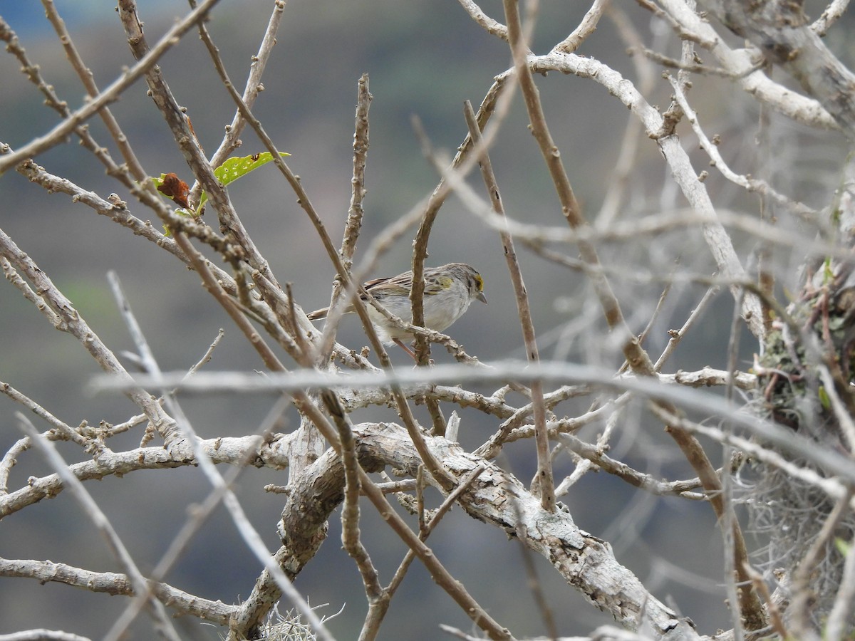 Yellow-browed Sparrow - ML408595601