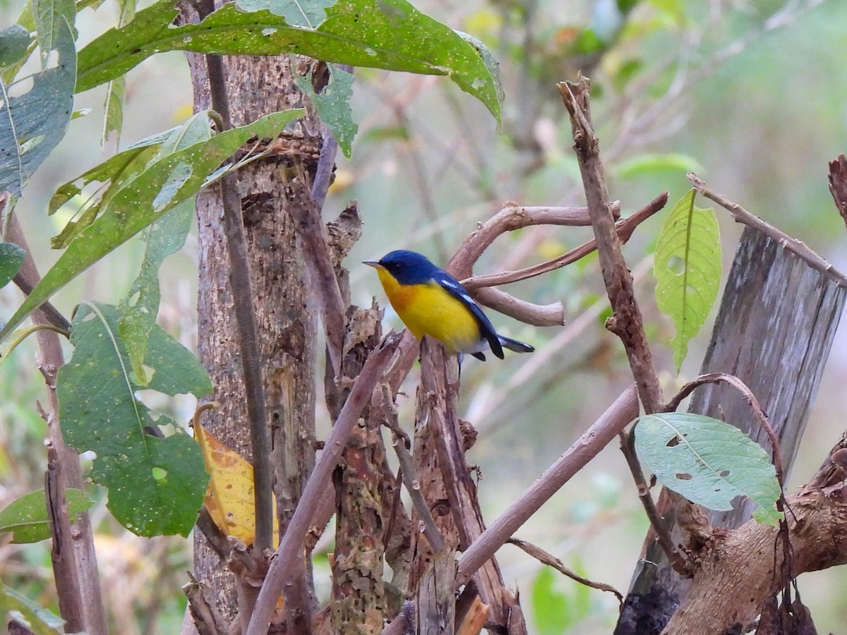 Tropical Parula - ML408596091