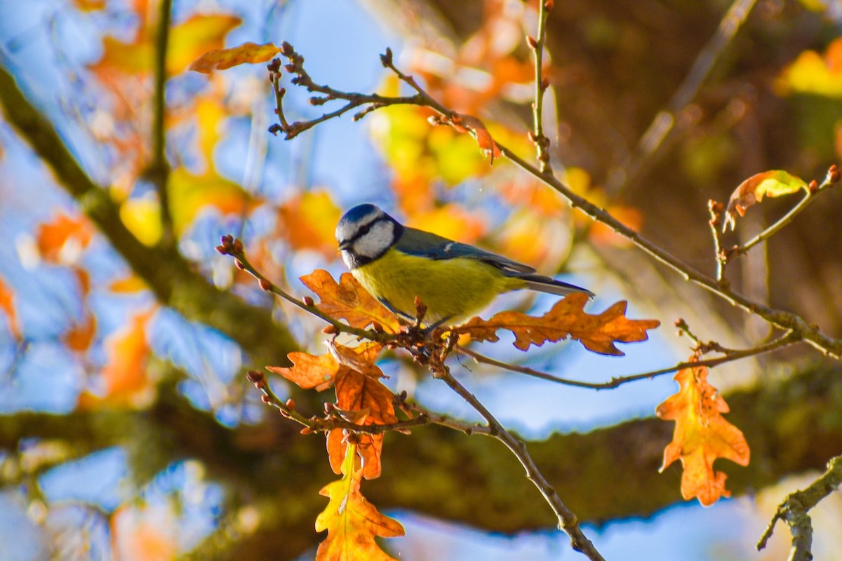 Mésange bleue - ML408596101