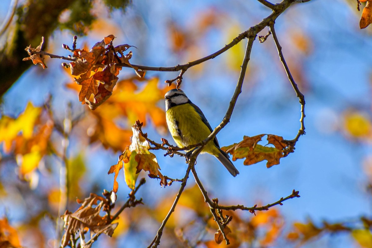 Mésange bleue - ML408596111