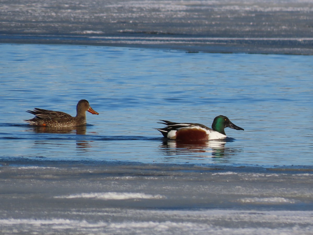 מרית צפונית - ML408596311
