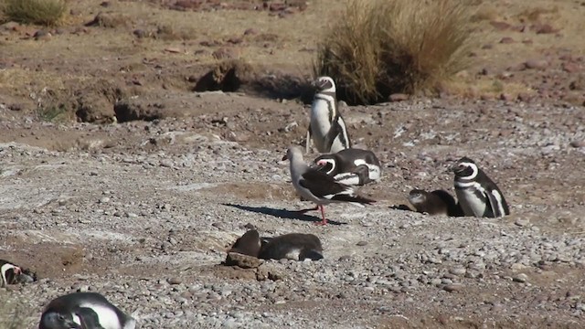 Dolphin Gull - ML408597151