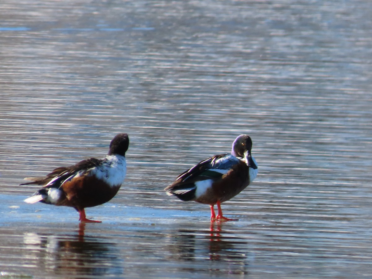 מרית צפונית - ML408597291