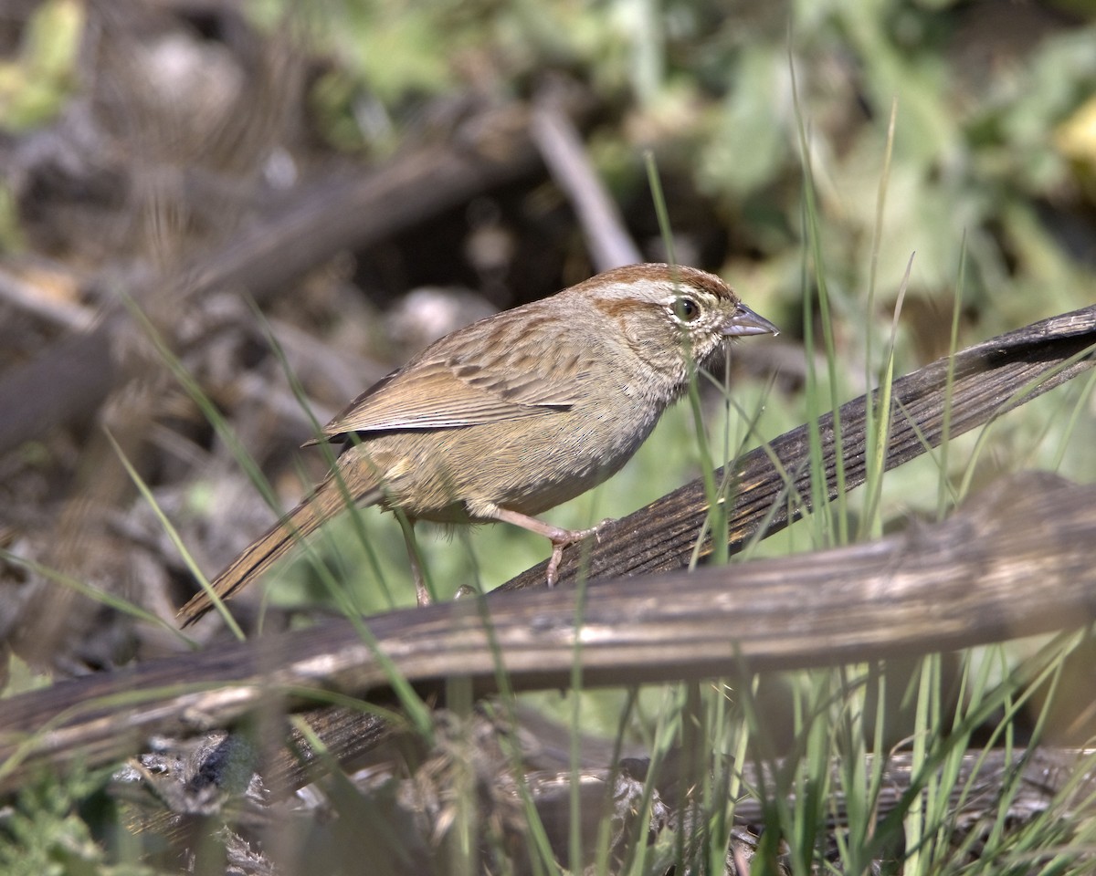 Rufous-crowned Sparrow - ML408597341