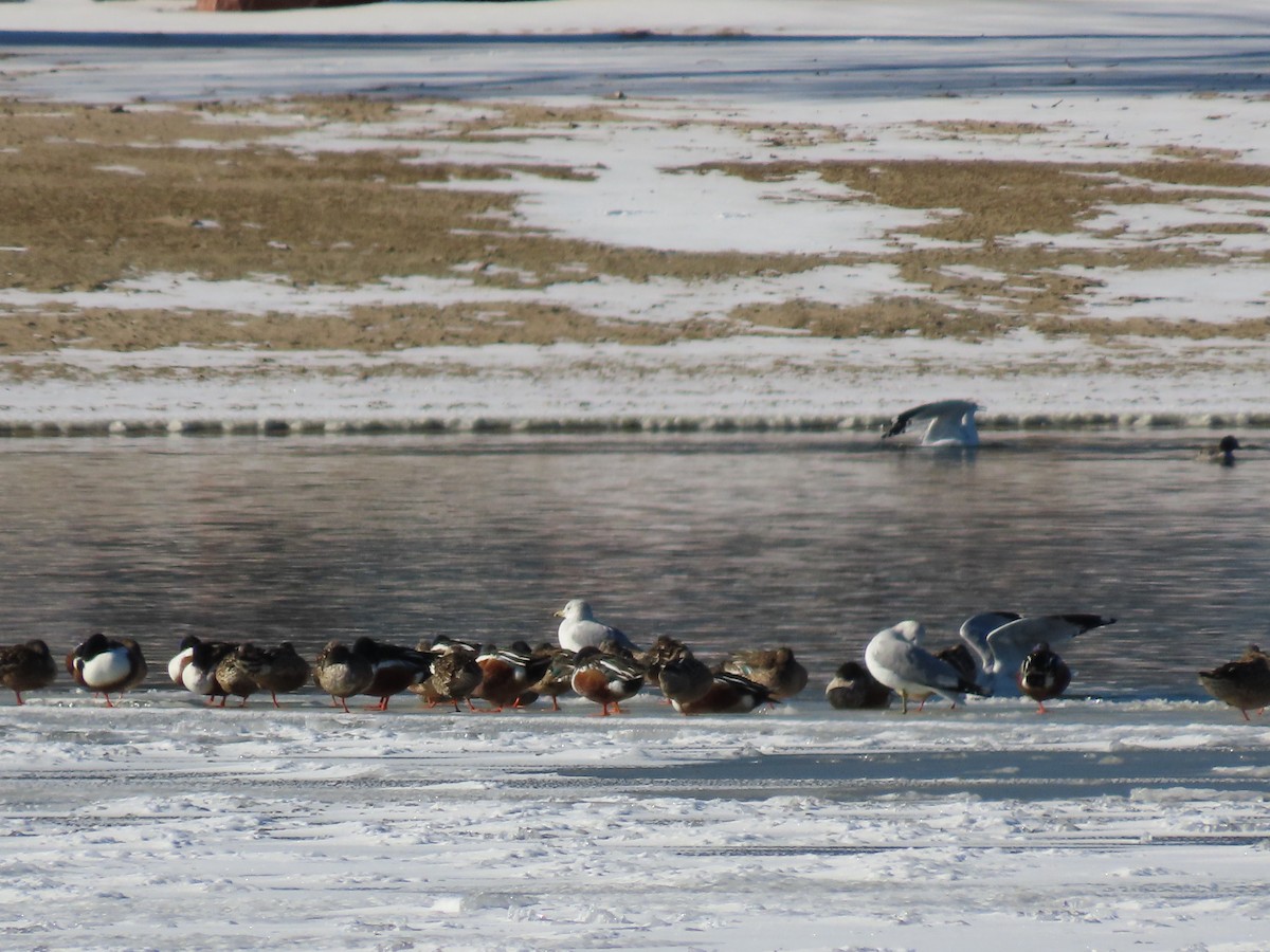 מרית צפונית - ML408597451