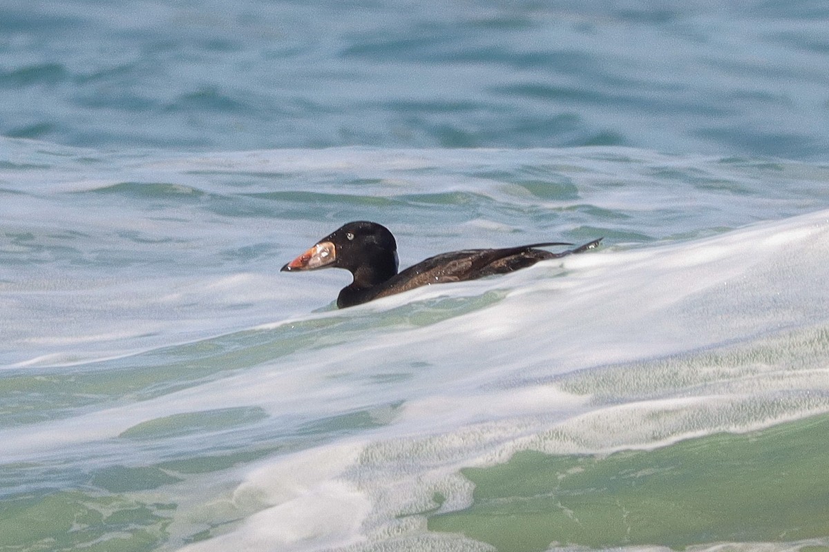 Surf Scoter - ML408597471