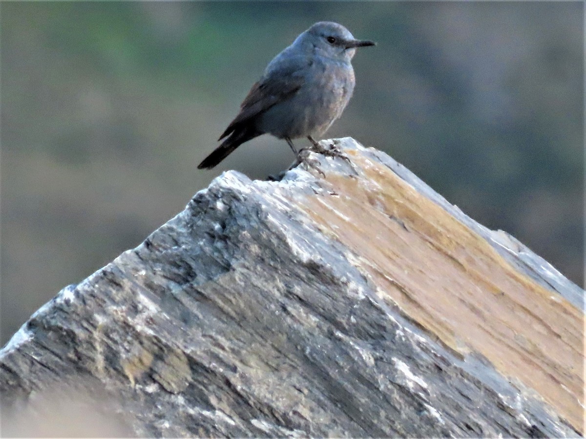 Blue Rock-Thrush - ML408598361