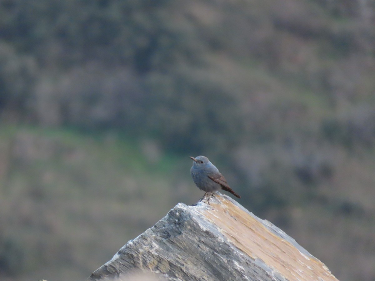 Blue Rock-Thrush - ML408598411