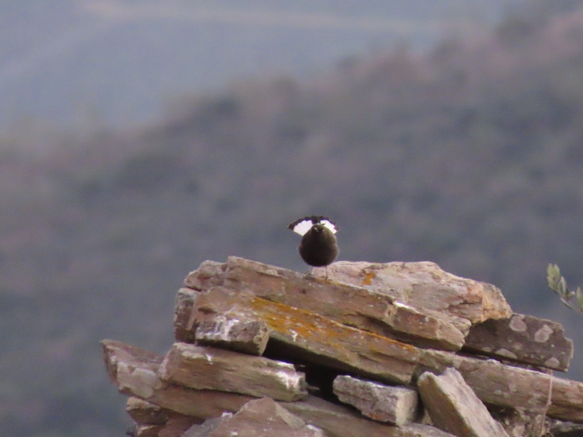 Black Wheatear - ML408598531