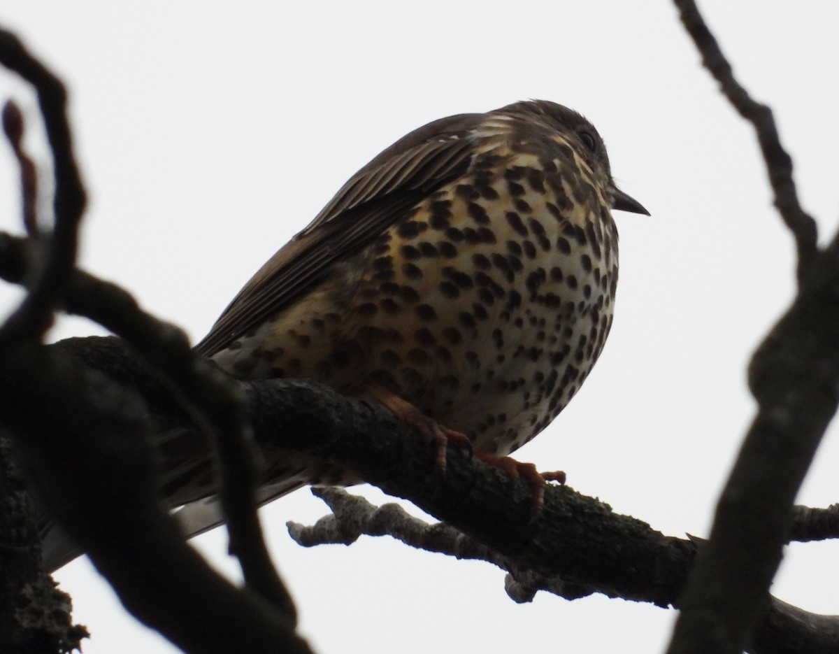 Mistle Thrush - ML408598561