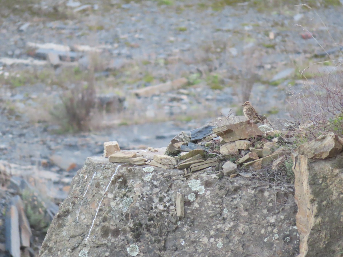 Rock Sparrow - ML408598771