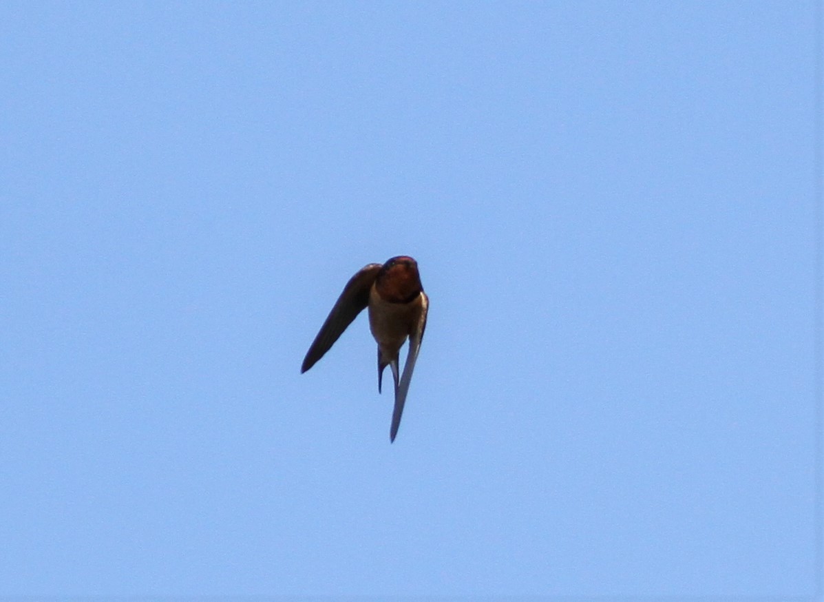 Barn Swallow - David Wheeler