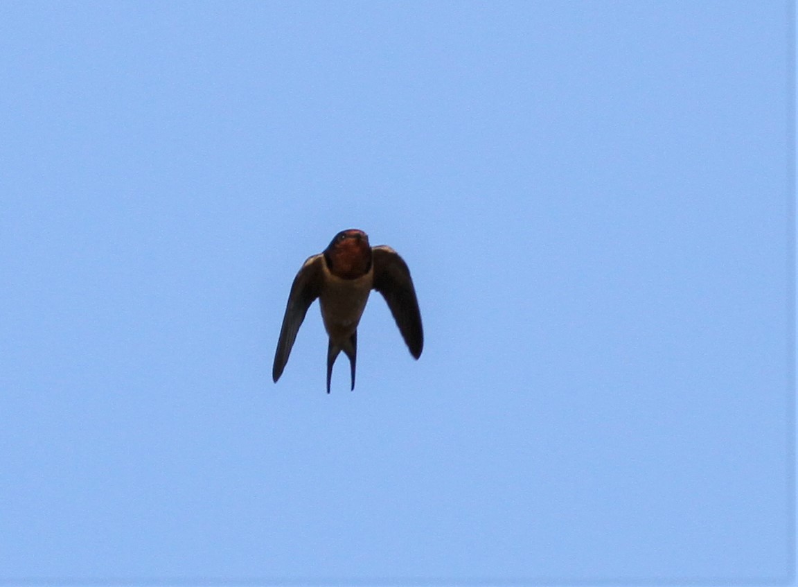 Barn Swallow - David Wheeler