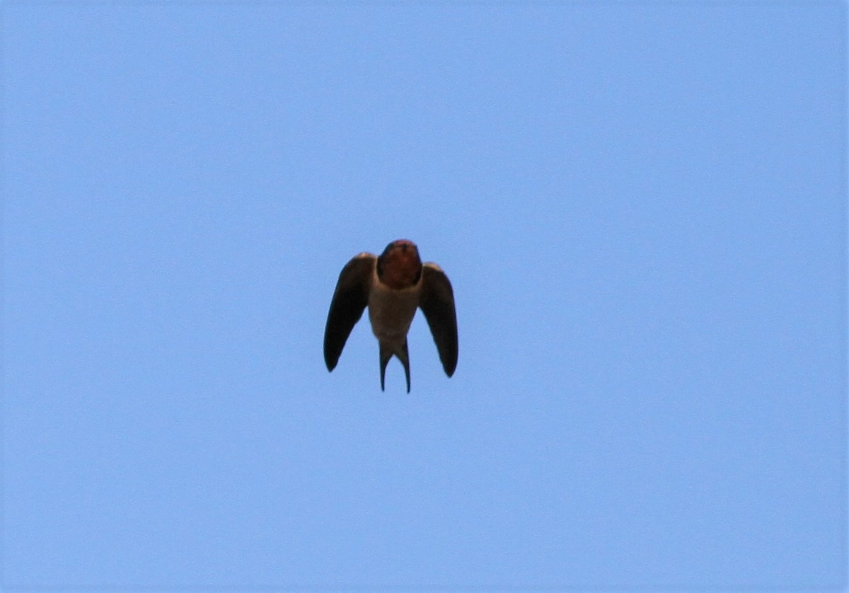 Barn Swallow - David Wheeler