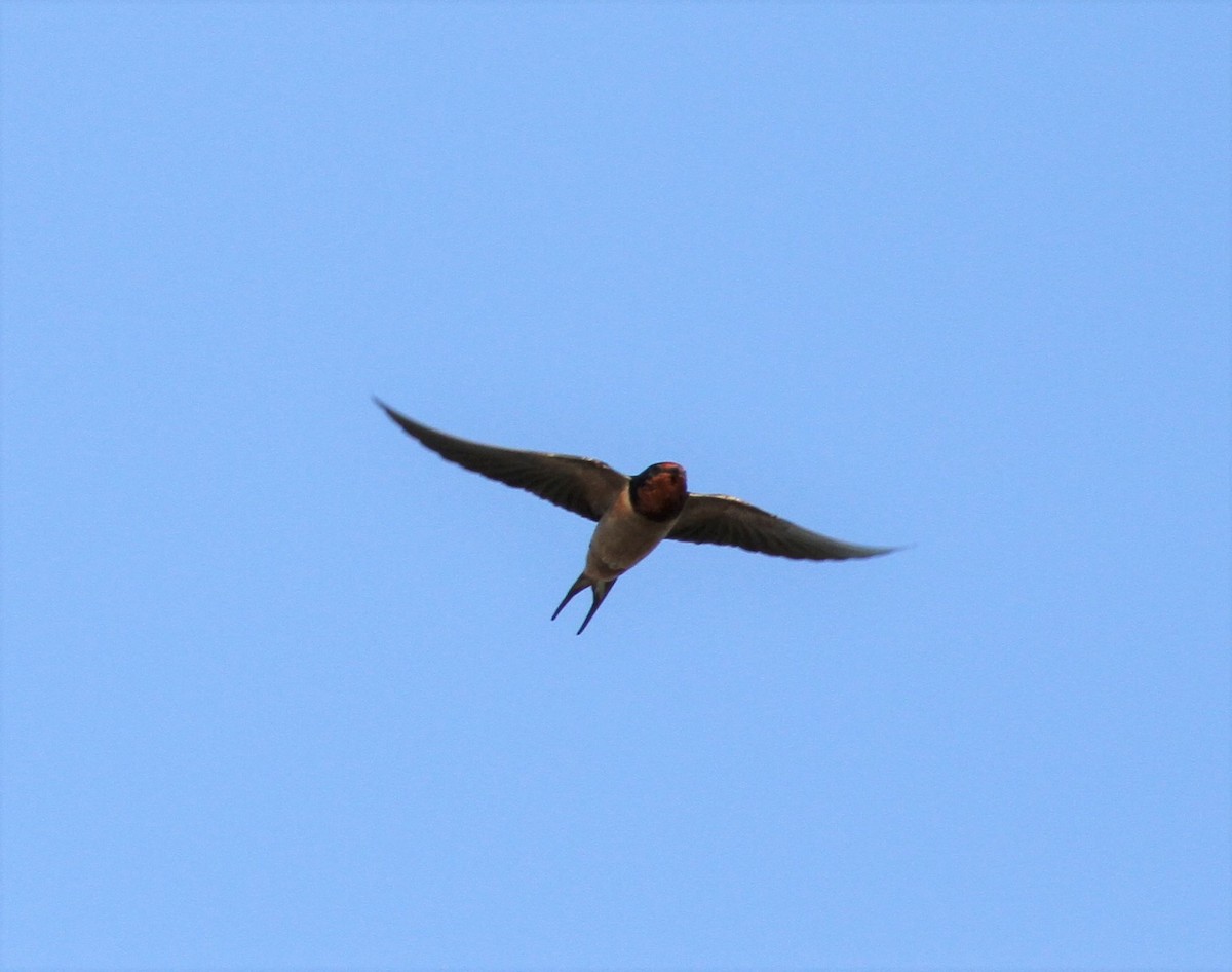 Golondrina Común - ML408601601