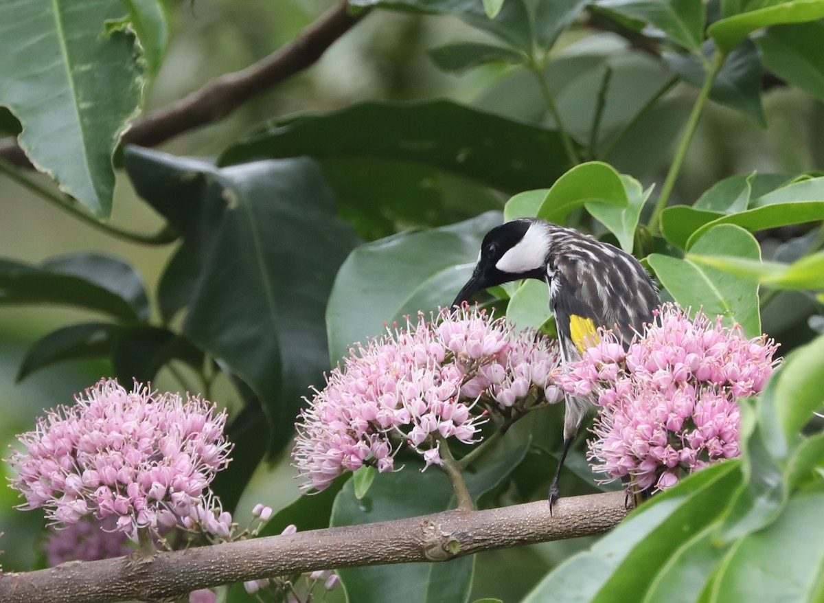 White-cheeked Honeyeater - ML408601711