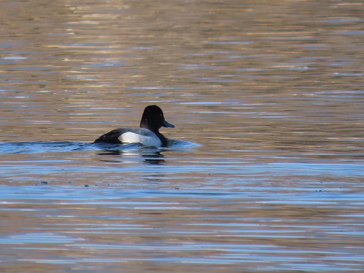 Lesser Scaup - ML408603551