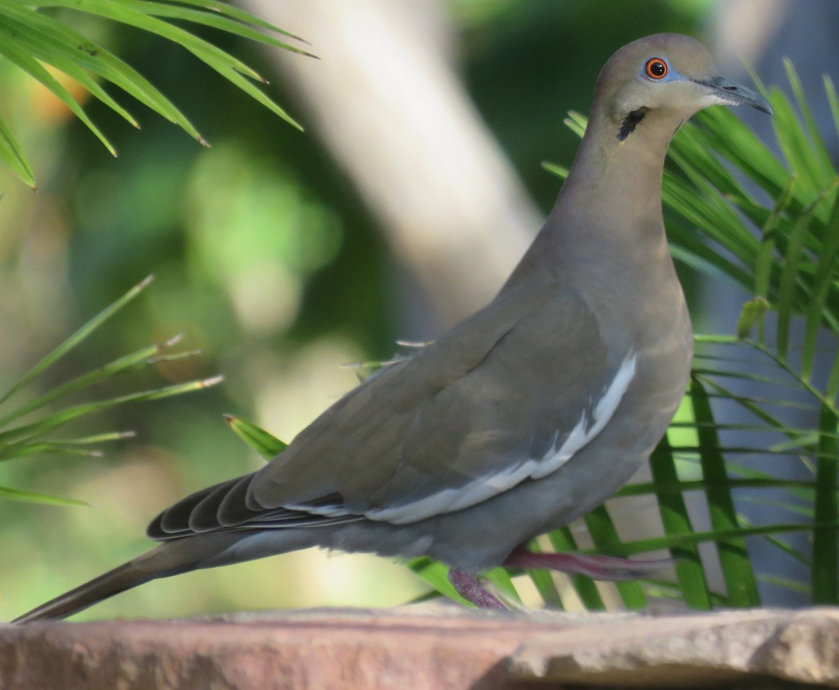 White-winged Dove - ML408604111