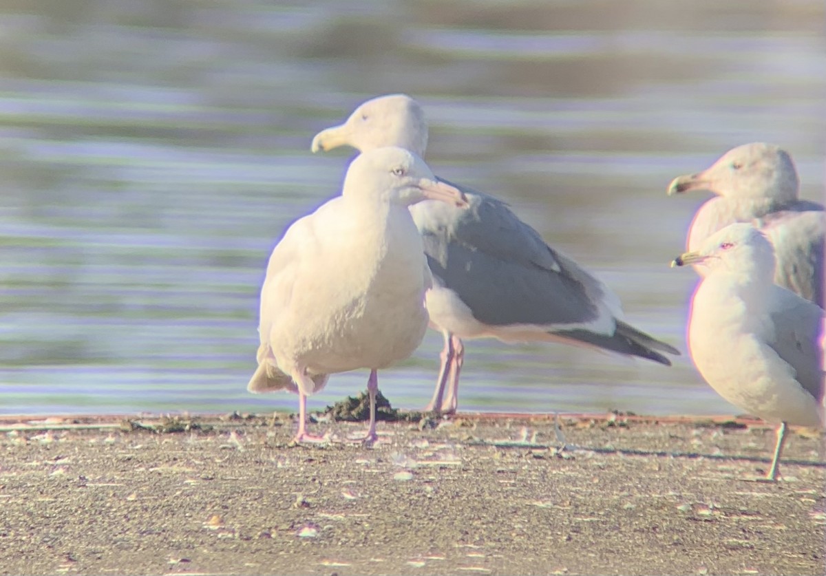 Glaucous Gull - ML408605281