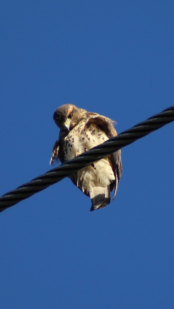 Harris's Hawk - ML408605391