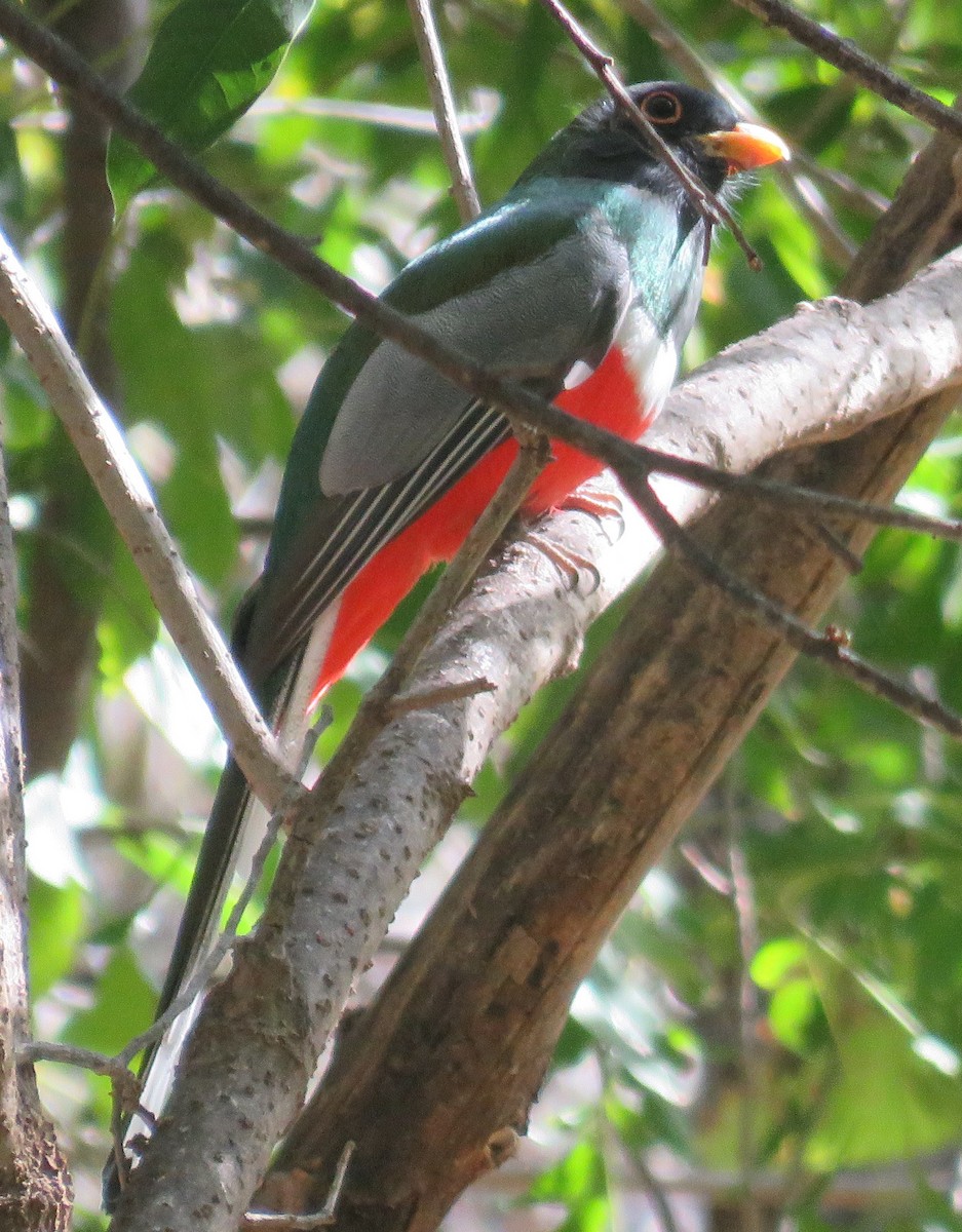 Elegant Trogon - ML408605841