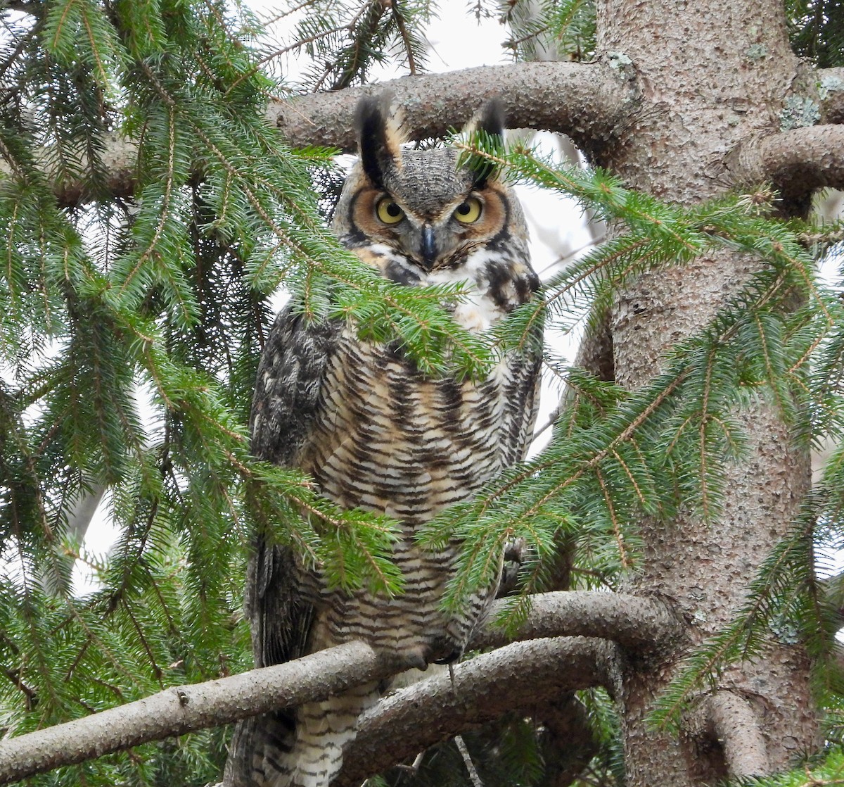Great Horned Owl - ML408606221