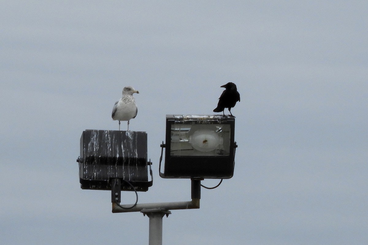 American Crow - ML40860731