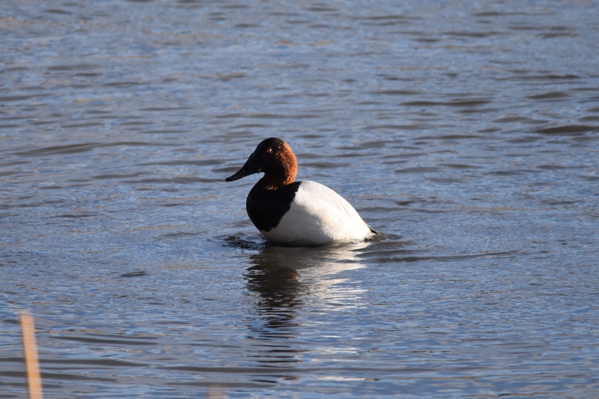 Canvasback - Lauren Whitenack