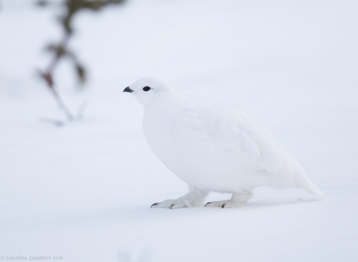 White-tailed Ptarmigan - Caroline Lambert