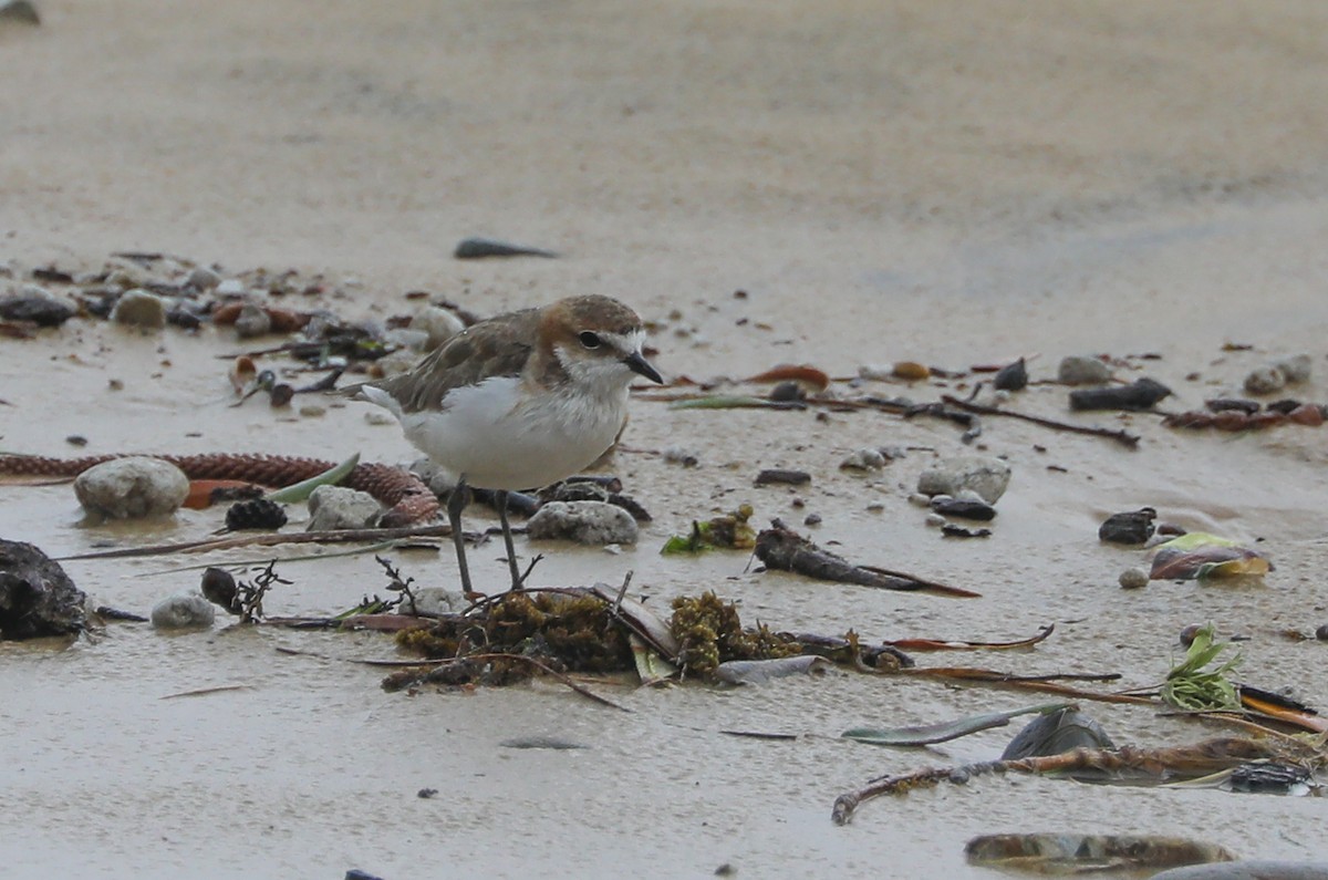 Red-capped Plover - Cheryl McIntyre