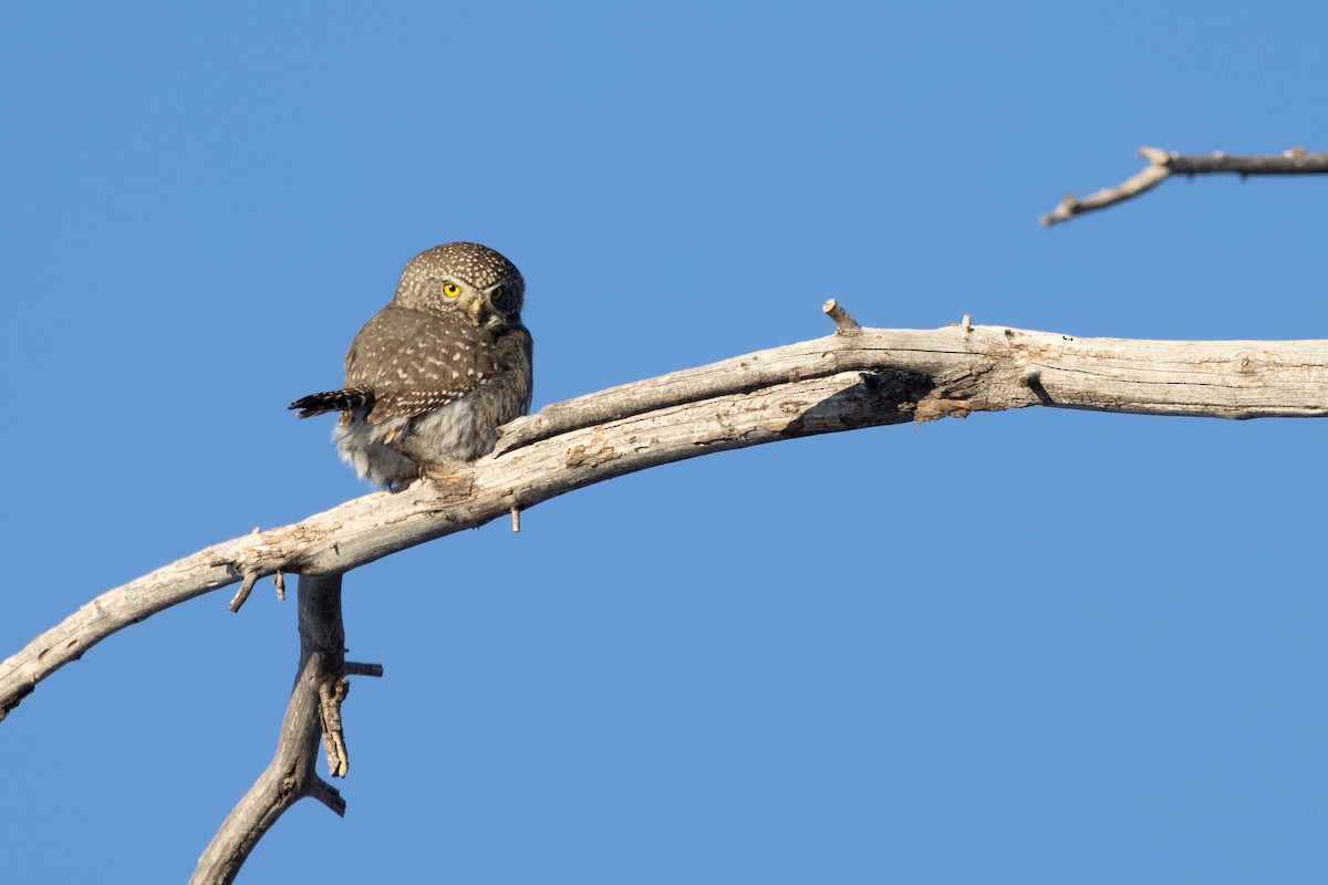 Northern Pygmy-Owl - ML408611791