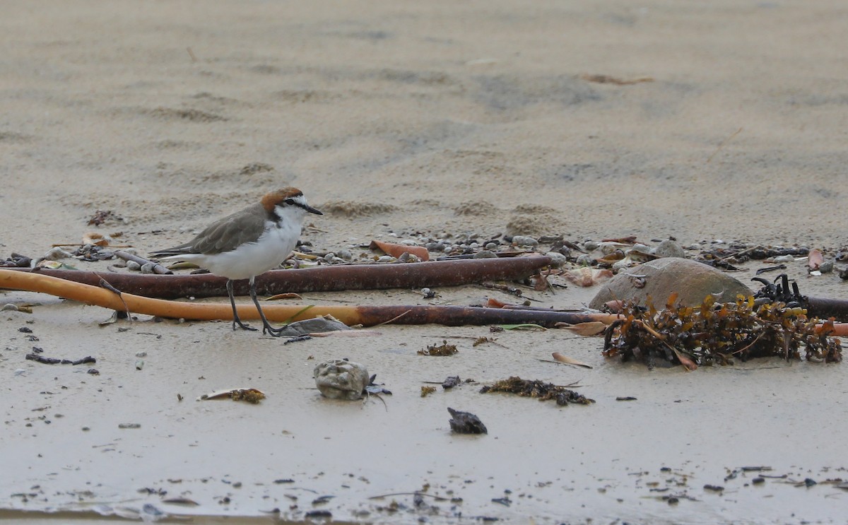 Red-capped Plover - Cheryl McIntyre