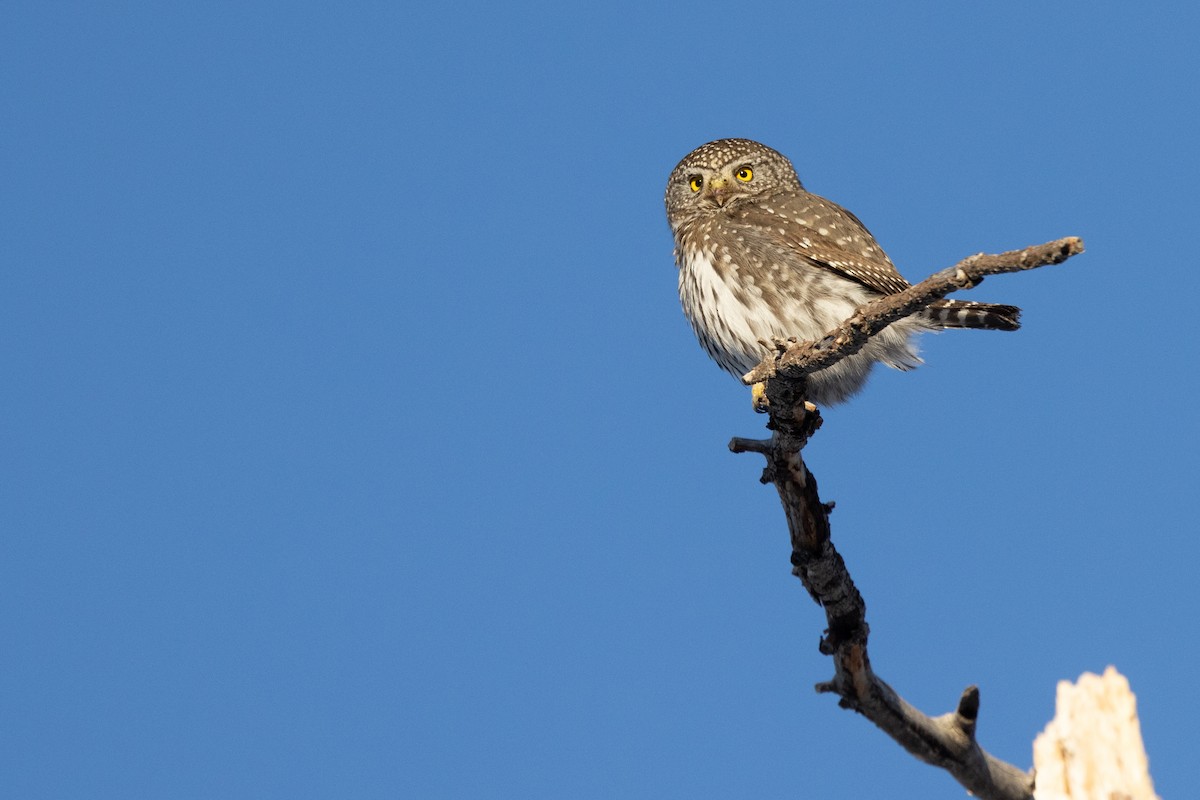 Northern Pygmy-Owl - ML408611981