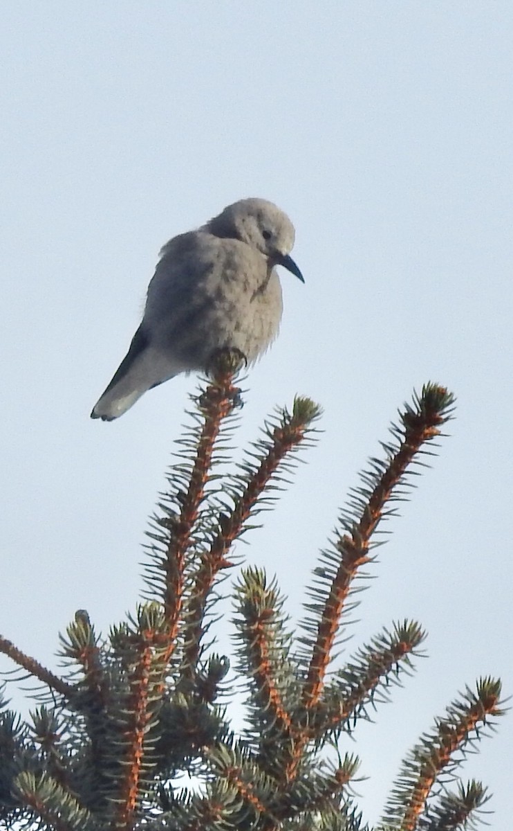 Clark's Nutcracker - ML408612281