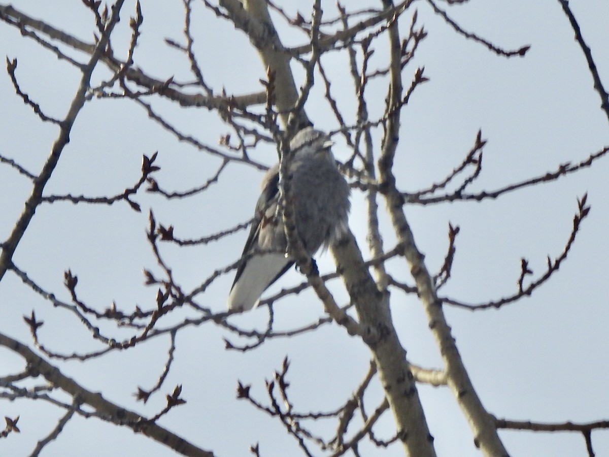 Clark's Nutcracker - ML408612291