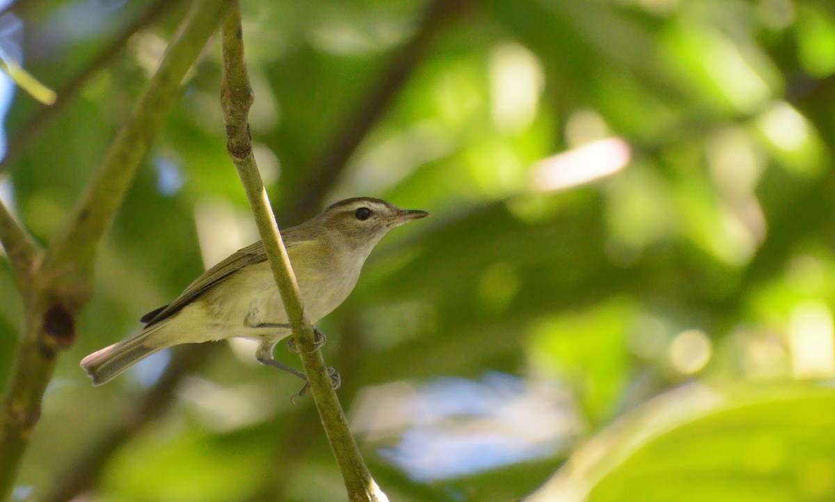 Brown-capped Vireo - ML408612711