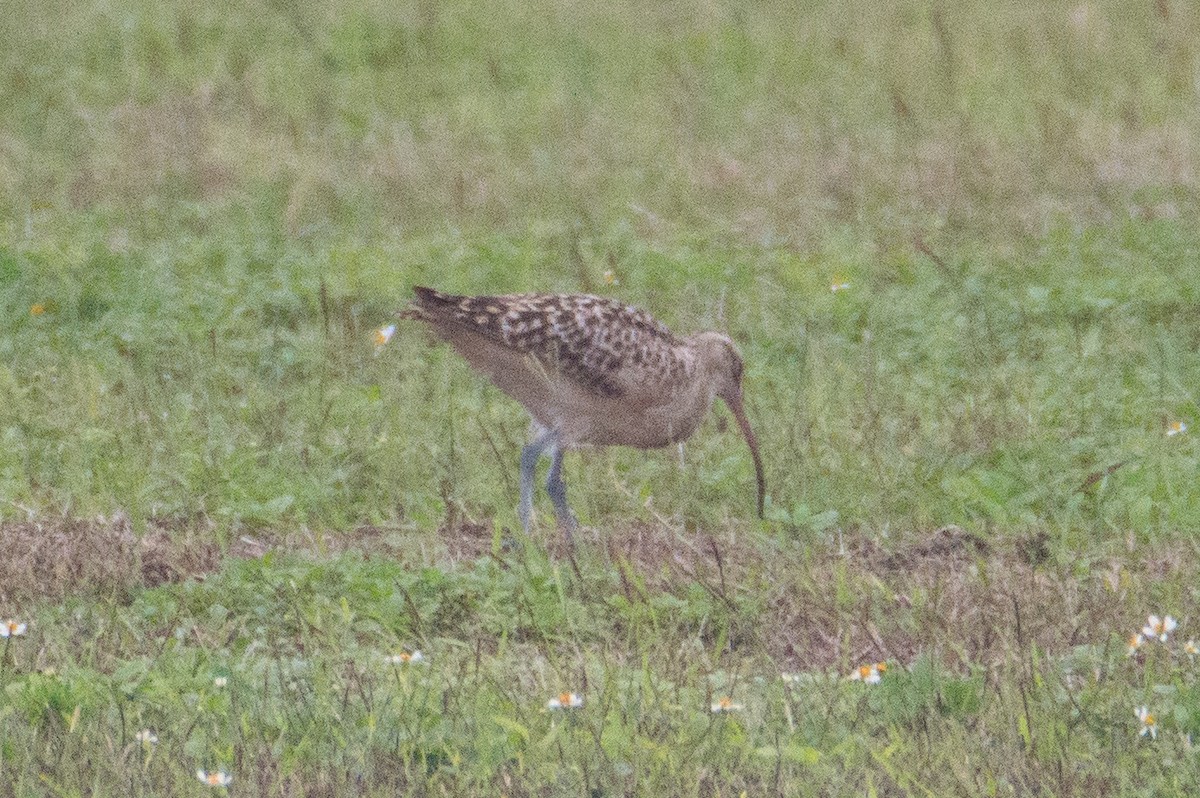 Bristle-thighed Curlew - ML408613391
