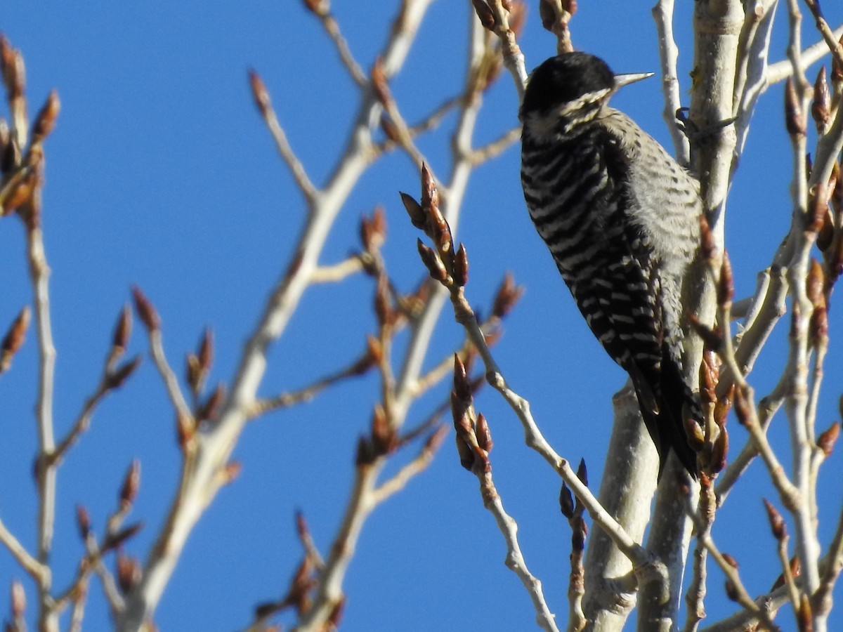 Ladder-backed Woodpecker - Joyce Austin