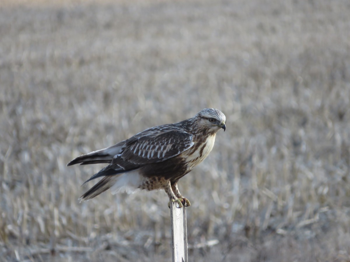 Rough-legged Hawk - ML408614991