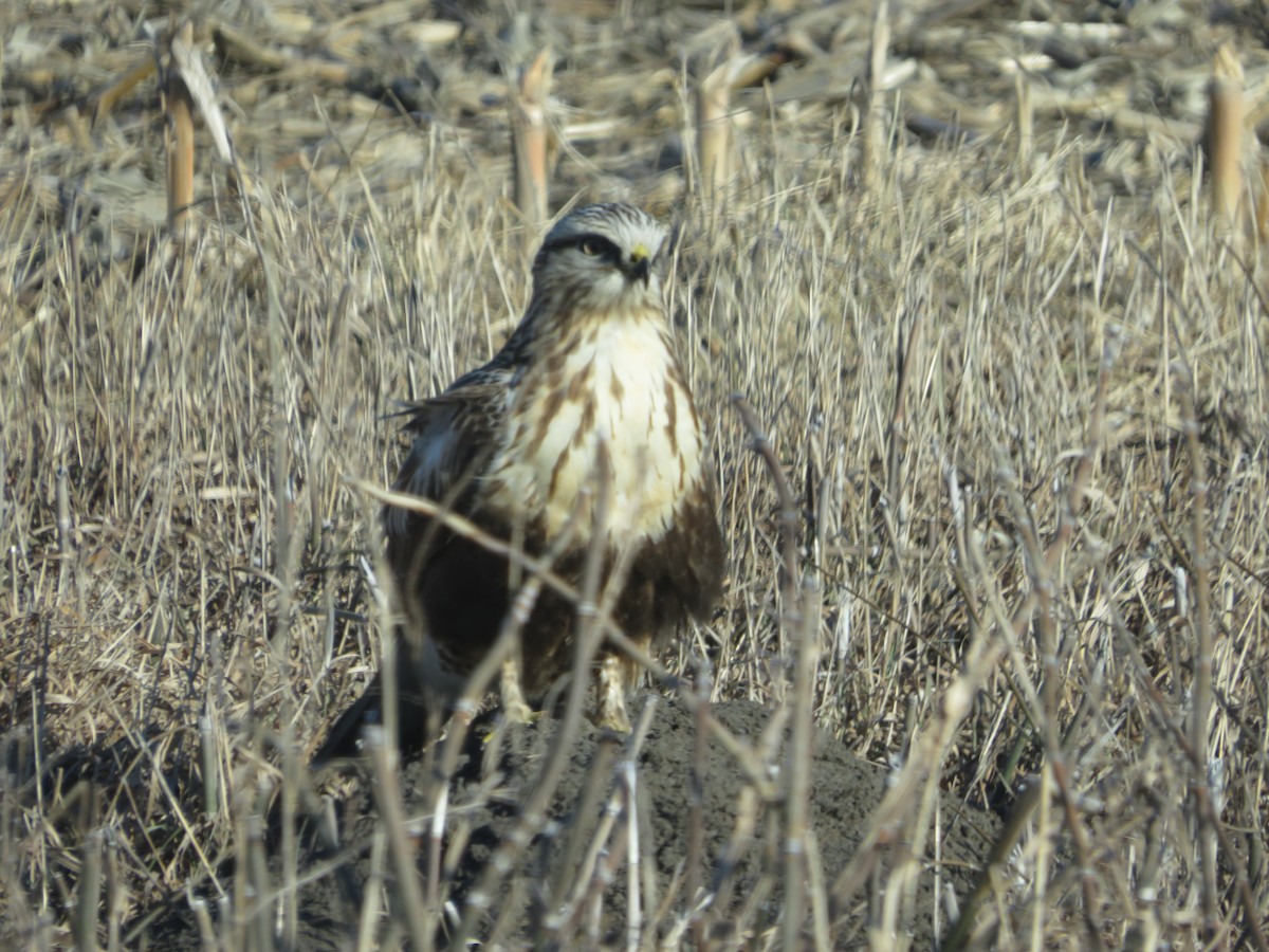 Rough-legged Hawk - ML408615221