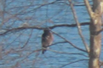 Red-shouldered Hawk - ML408616471