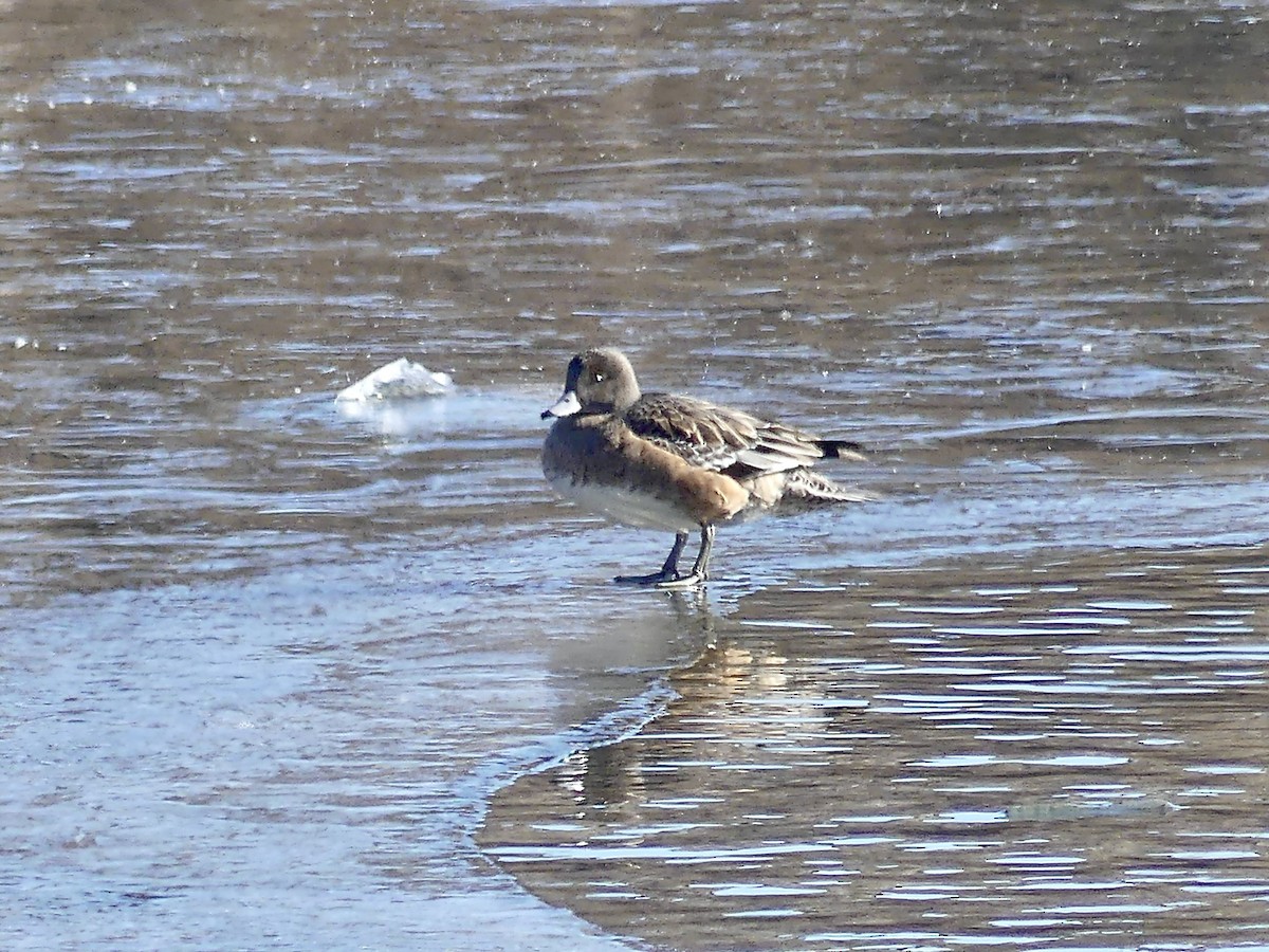 American Wigeon - ML408616881