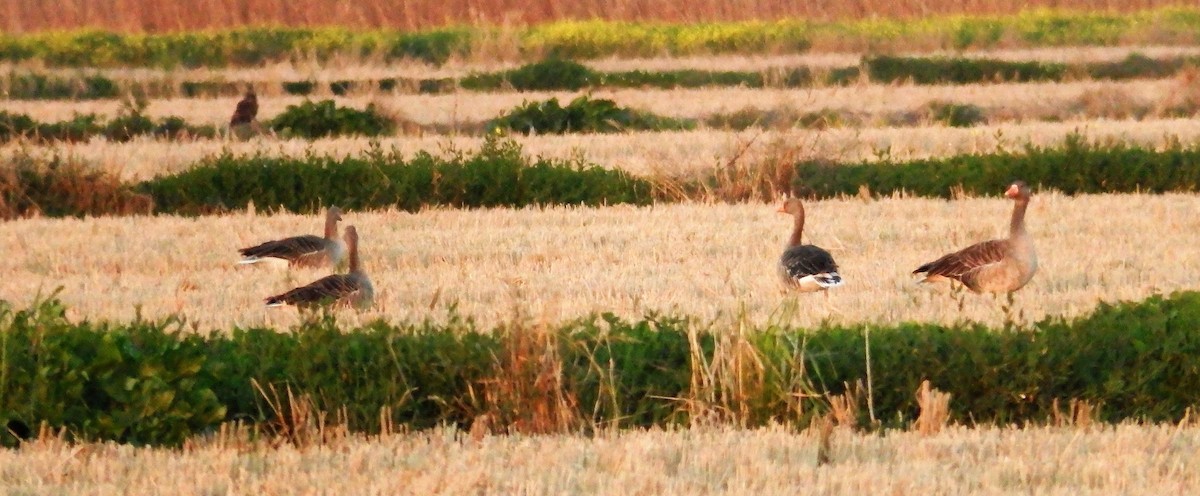 Greater White-fronted Goose - ML408619381